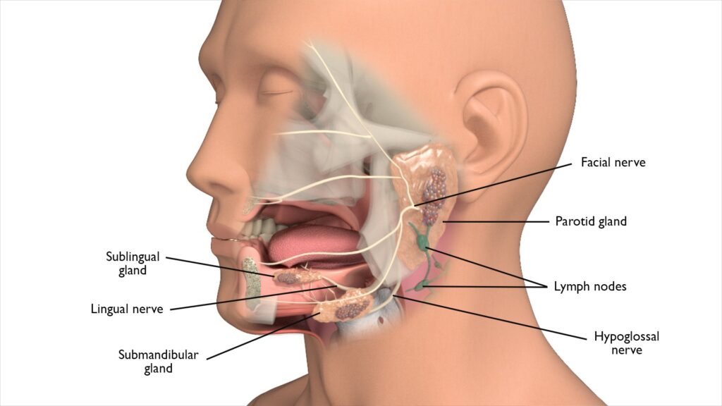 Surgeon performing salivary gland surgery to treat salivary gland disorders, stones and gland swelling.