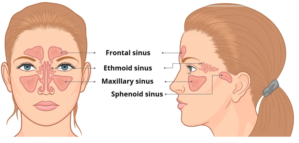 Functional Endoscopic Sinus Surgery (FESS) procedure used to improve sinus drainage and treat chronic sinus conditions.