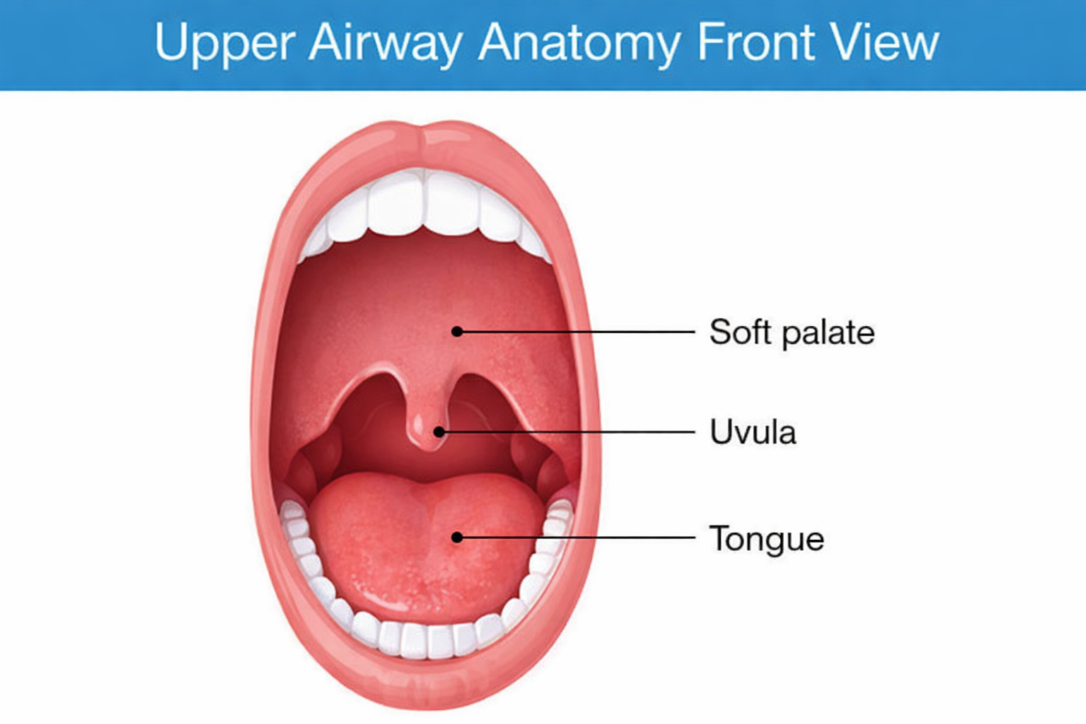 Upper airway anatomy showing soft palate, uvula, and tongue.